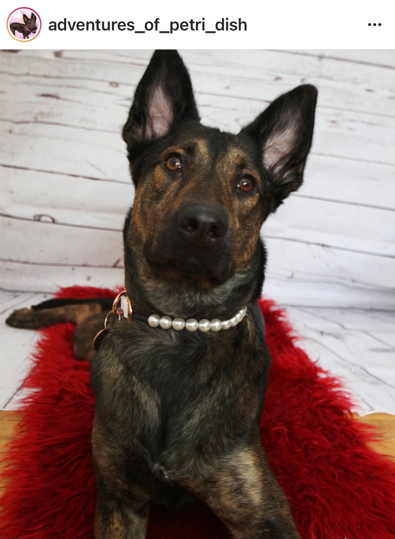 May include: A dark brindle dog with upright ears wearing a collar featuring a row of white faux pearls and a rose gold metal ring attachment. The dog has brown eyes and a black nose, looking directly forward with a calm and attentive expression.