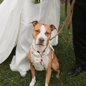 May include: A tan and white pit bull dog wearing a cream-colored harness and a white pearl collar. The dog has a small rectangular tag attached to the center ring of the harness. A tan leash is clipped to the harness, extending upward out of frame.