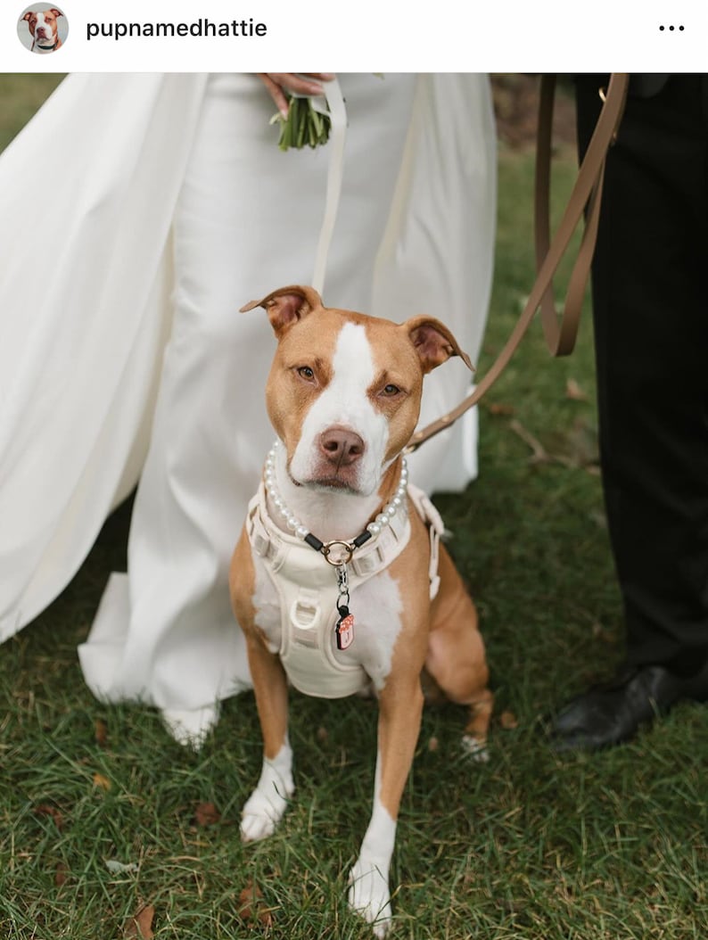 May include: A tan and white pit bull dog wearing a cream-colored harness and a white pearl collar. The dog has a small rectangular tag attached to the center ring of the harness. A tan leash is clipped to the harness, extending upward out of frame.