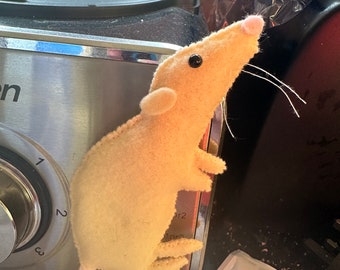 Bramble- Siamese Rat- Cream rat_ Bramble the rat