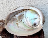 Abalone Mussel Smoked Shell Decoration Bowl Jewelry Bowl