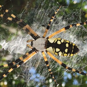 Garden Spider Photo