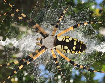 Garden Spider Photo