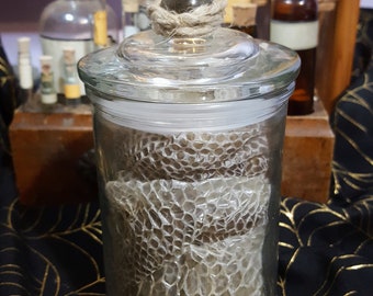 GRANDE galpão de python Ball em jarra de vidro