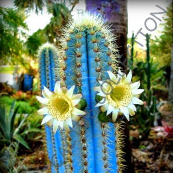 10 x Pilosocereus Azureus 'Blue Torch Cactus' - KaktusSamen - Schöner blauer Kaktus - Leicht zu wachsen