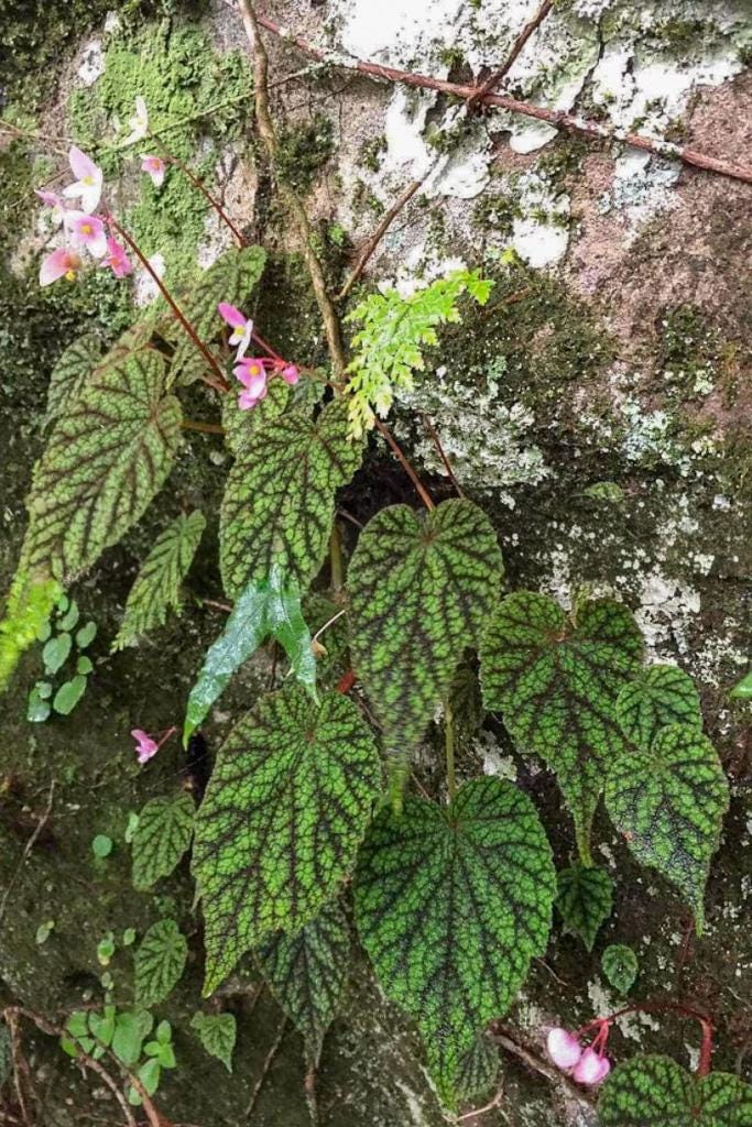 Begonia amphioxus - Etsy 日本