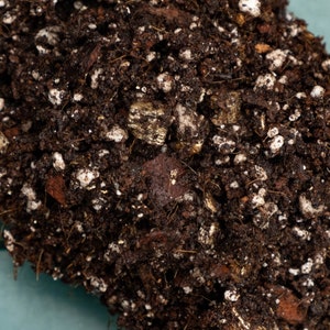 May include: Close-up of dark brown potting compost with small white and brown pebbles mixed in.