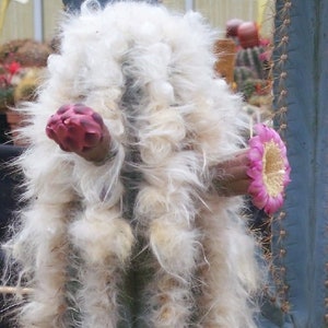 10 x  Pilosocereus Palmeri Seeds - Old Man Cactus - Cactus Seeds - Lovely Blue Cactus - Easy To Grow