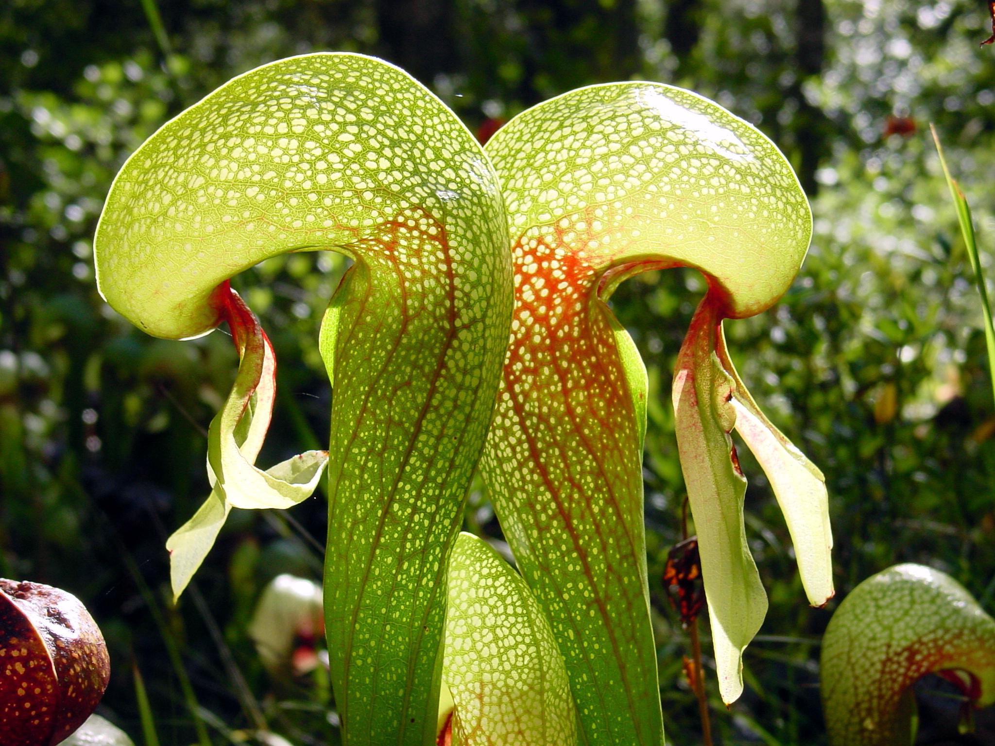 Darlingtonia - Etsy 日本