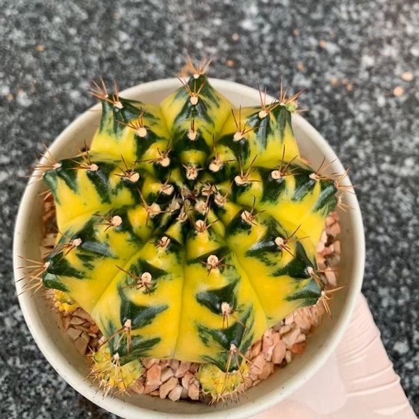 10 x sehr seltene - Mondkrone - Gymnocalycium mihanovichii Variegated - selten angebotene Hybrid-Samen