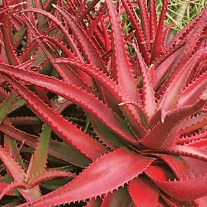 Red Aloe Cameronii Seeds  -Rarely Offered - 10 x seeds- Easy Aloe - Red Colouration - Succulent Seeds