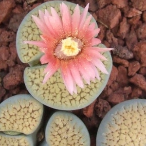 Lithops Verruculosa cv. Rose of Texas  - 10 x Succulent Seeds - Rarely Offered