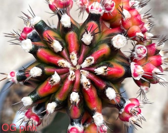 Gymnocalycium Altagraciense Cactus Seeds - Etsy Canada