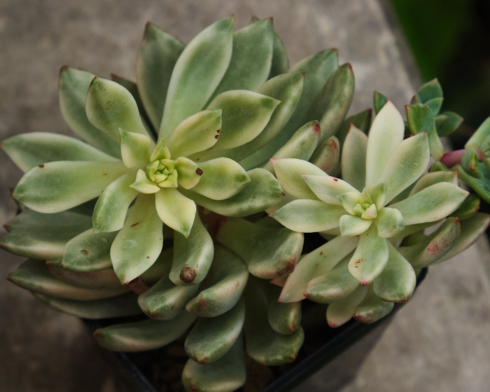 2 x Echeveria Green Emerald Variegated UNROOTED Leaves | Etsy