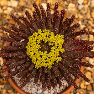 10 x Sementes de Euphorbia Inermis: Suculenta Medusóide, Forma Estranha