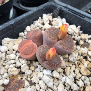 10 x Lithops Aucampiae &#39;Rudesheim Shiraz&#39; Seeds - Super Colour & Form