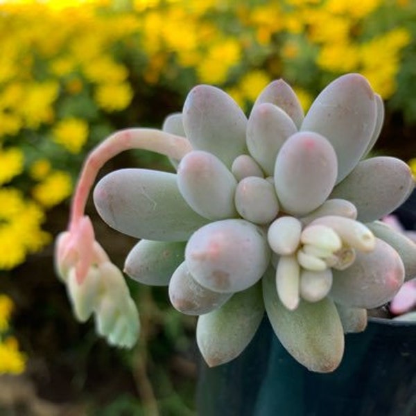 Pachyphytum Rzedowskii Seeds- 'Baby Fingers'  -Rarely Offered - 10 x seeds- Easy Succulent