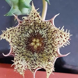 10 x Huernia Hystrix &#39;Porcupine Huernia&#39; Seeds - Fascinating Asclepiad/ Succulent- Germination Guide Included - Stunning Unusual Blooms