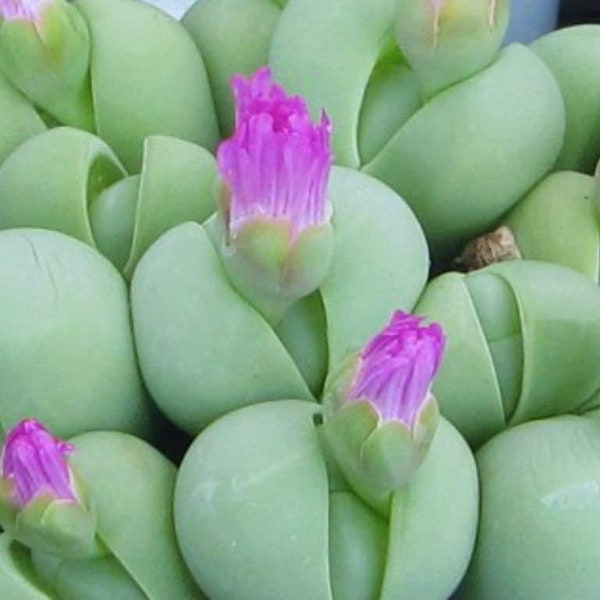 10 x Gibbaeum Heathii  - 10 x Succulent Seeds - Rarely Offered- Lovely Big Fast Growing Mesemb