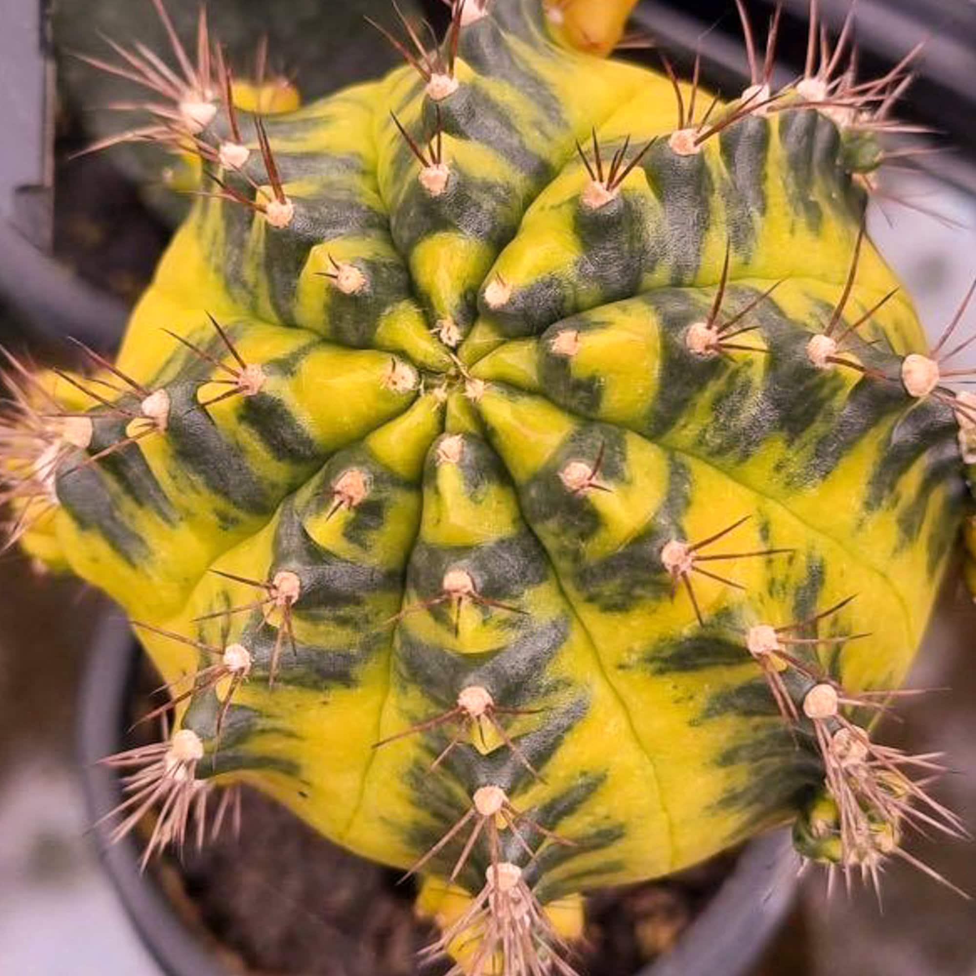 10 X 'sepia A & B X Neon Hybrid Seeds - Gymnocalycium