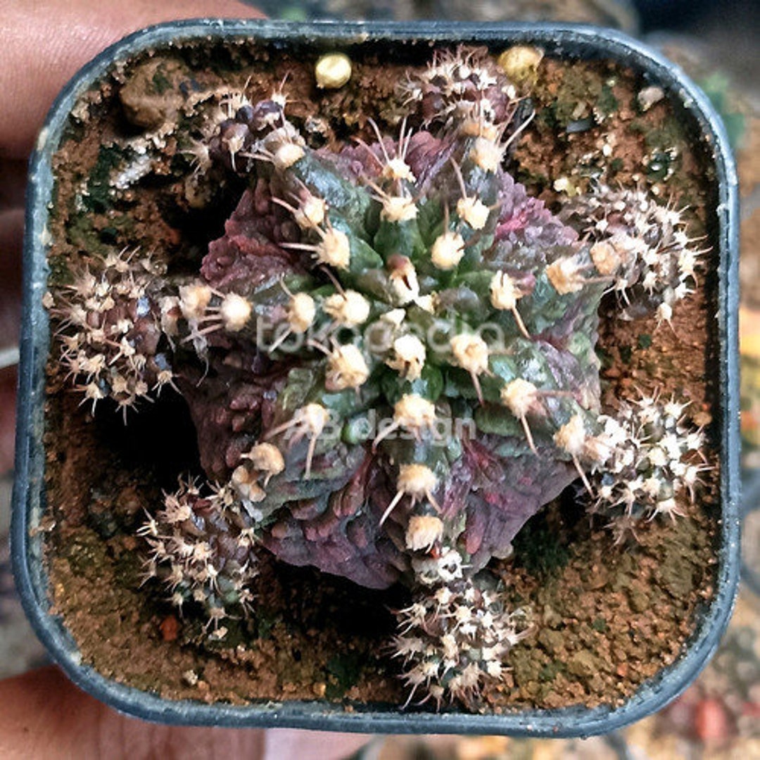 T-Rex Gymnocalycium mihanovichii 斑入り種子 10 個 - Etsy 日本