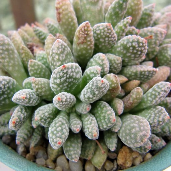 20 x Crassula Ausensis var Titanopsis  Succulent Seeds - Rarely Offered- Unusual and Easy Care Plant