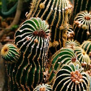 Parodia Warasii Cactus Seeds -  10 x Seeds - Rarely Offered- Stunning Form and Spination