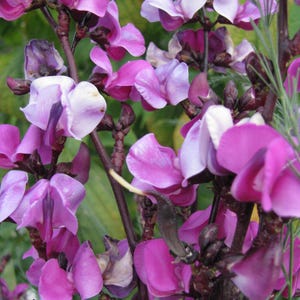 May include: Close-up of vibrant purple and white flowers with a unique shape, clustered on dark brown stems. The petals display a gradient of colors, from deep purple to soft white. The background is a blurred green, suggesting a garden setting.