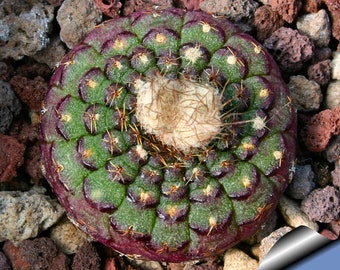 Frailea Cataphracta Seeds- Cactus Seeds - 10 x Cactus Seeds - Rarely Offered