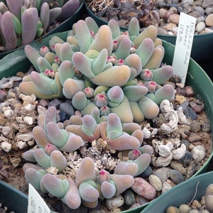 May include: A close-up of a potted succulent plant with fleshy, finger-like leaves in shades of green, peach, and purple. Small, red flower buds dot the plant. The pot is filled with small pebbles and soil, creating a natural, textured appearance.