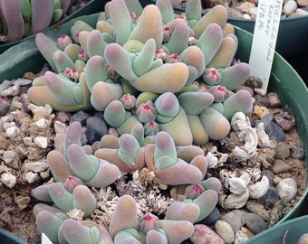 10 x Gibbaeum Shandii - 10 x semi succulenti - Raramente offerti - Bellissimo grande Mesemb a crescita rapida