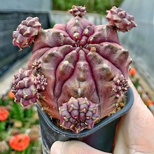 10 semillas variegadas de Gymnocalycium Mihanovichii Daydream: híbrido raro