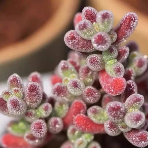 10 x Drosanthemum Eburneum- Rarely Offered Succulent Seeds - Easy To Grow Seeds