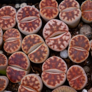 20 x Lithops Karasmontana &#39;Lateritia&#39; Seeds -  - Mesembryanthemum Seeds -Lithops Seeds- Houseplant -Easy Plant- Easy From Seed