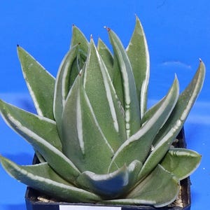 Tulista Marginata -10 x Seeds - Rarely Offered- Easy To Grow Haworthia