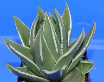 Tulista Marginata -10 x Seeds - Rarely Offered- Easy To Grow Haworthia
