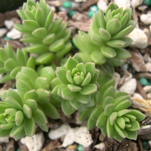 Rare Sedum Niveum Seeds- Rarely Offered Succulent Plant Seeds  - 10 x seeds