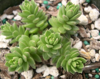 コノフィツム カルキュルス バンジリー SH433 Conophytum calculus (SH433) #1468.81 - Mesa Garden