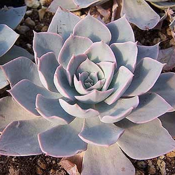 10 x Echeveria Desmetiana Peacockii Seeds -  Succulent Plant - Rarely Offered - Beautiful Colour & Form