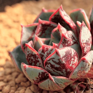 10 x Echeveria Longissima var AZTATLENSIS Seeds -  Succulent Plant - Rarely Offered - Beautiful Colour & Form