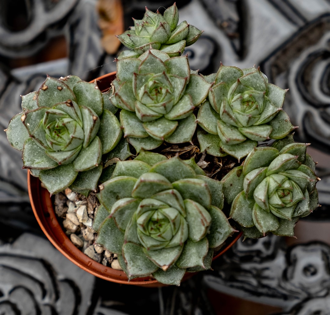 Echeveria Fabiola Clump of Many Heads Succulent Plant - Etsy UK