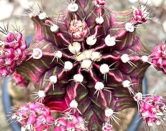 Gymnocalycium Damsii Var.tucavocense Cactus Plants - 2 Inch Pot - Etsy India