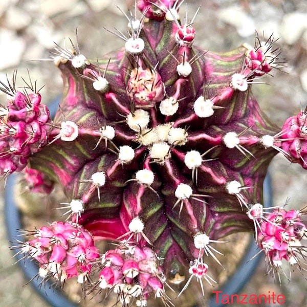 10  x Tanzanite- Gymnocalycium mihanovichii Variegated  -Rarely Offered Hybrid Seeds