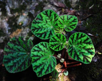 10 x Begonia Murina Samen - Easy Grow Zimmerpflanze