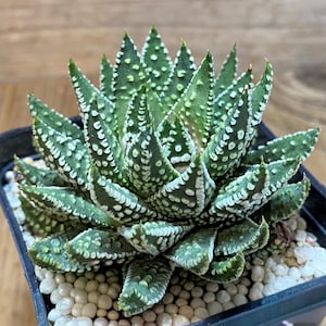 Agave Pumila - Etsy Ireland