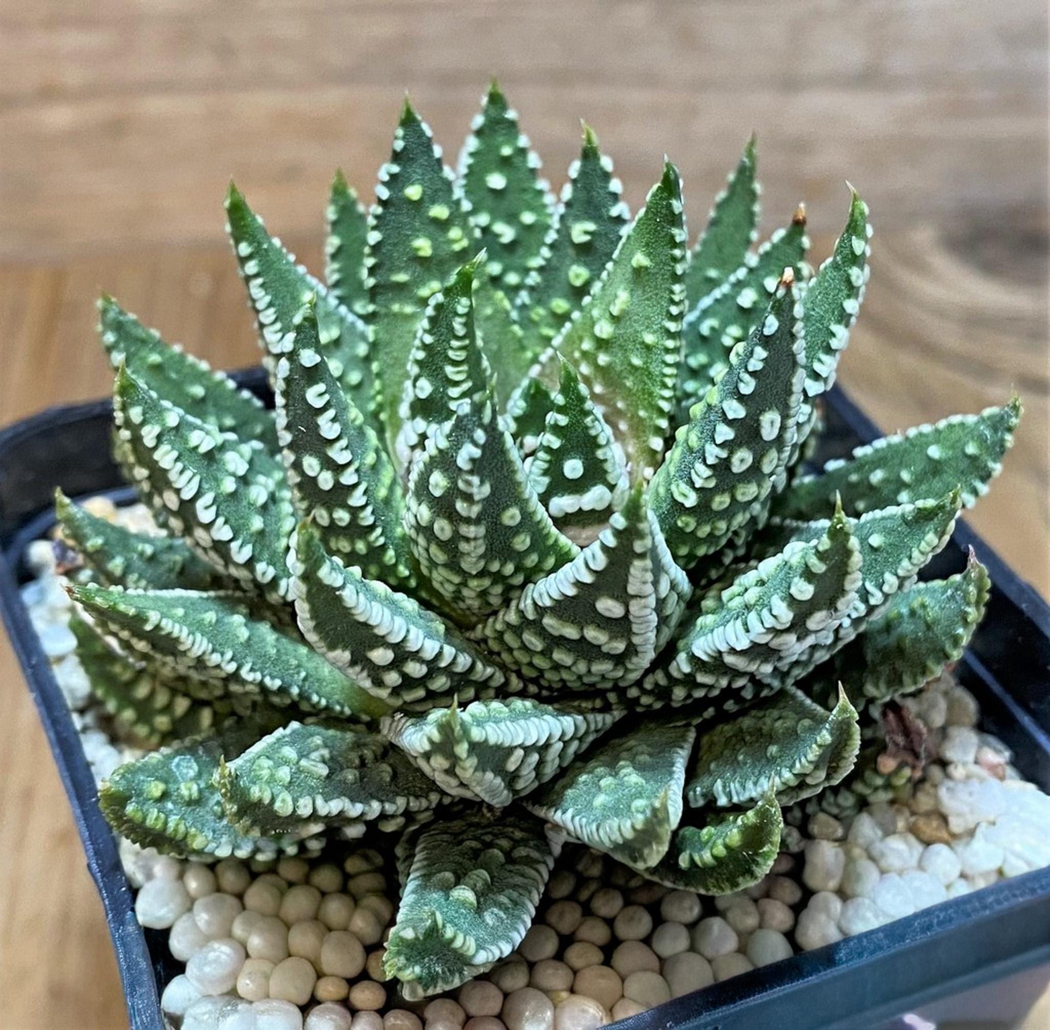 Haworthia pumila - Etsy 日本