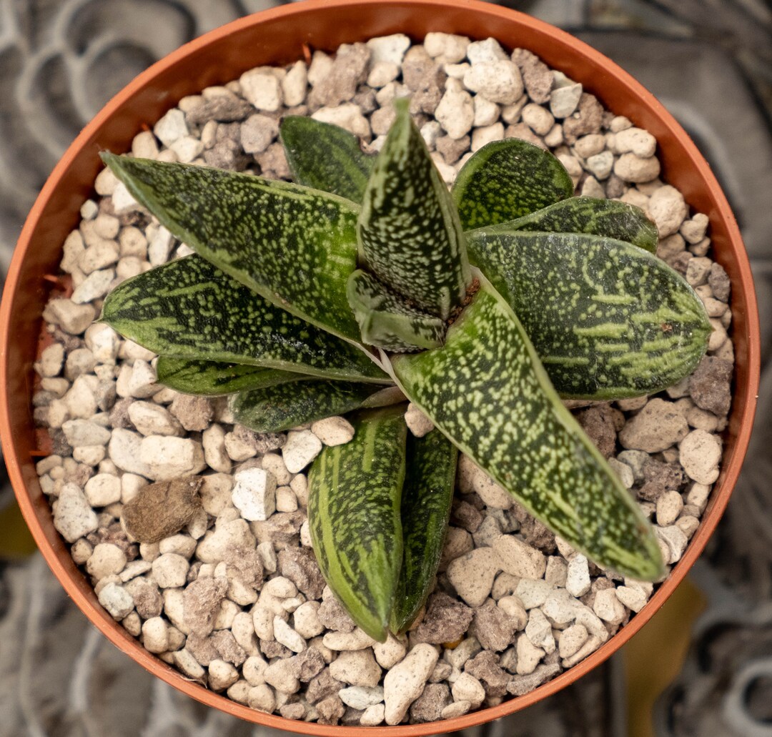Gasteria 10 X Gasteria Mixed Seeds - Succulent Plant Seeds - Easy Plants ...