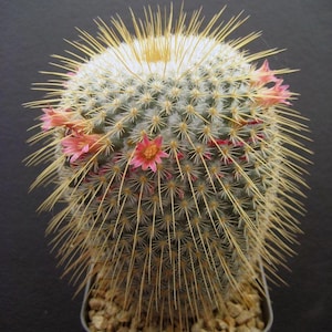 May include: A spherical cactus in a black pot, covered in yellow spines and small pink flowers. The cactus has a light green hue. The pot is filled with small pebbles. The background is a dark grey.