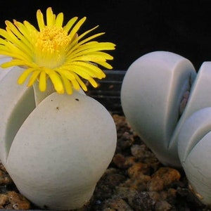 Dinteranthus Inexpectatus 10 x Seeds Rarely Offered Similar Care to Lithops image 1