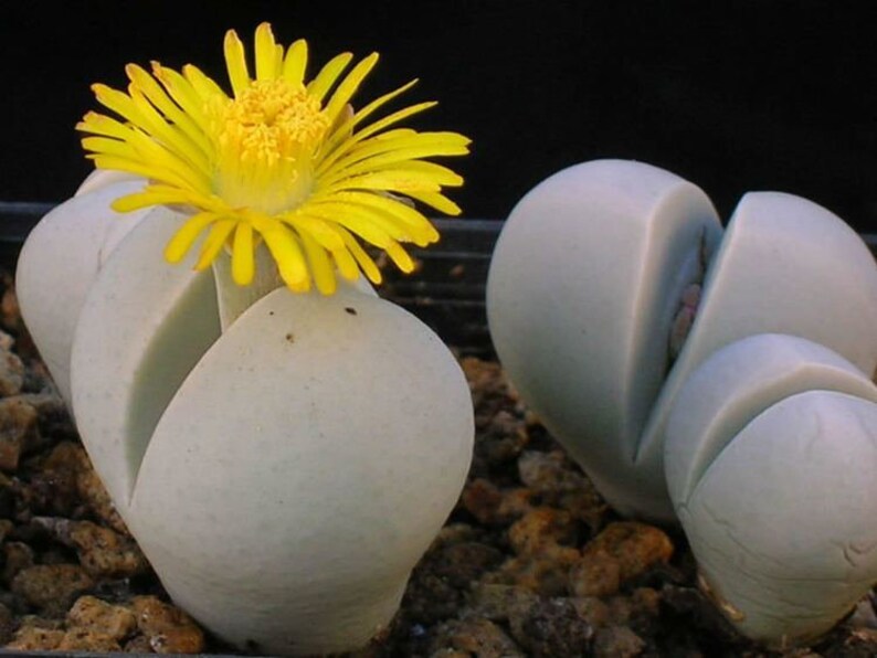 Dinteranthus Inexpectatus 10 x Seeds Rarely Offered Similar Care to Lithops image 1